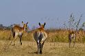 101 Okavango Delta, rode litschie